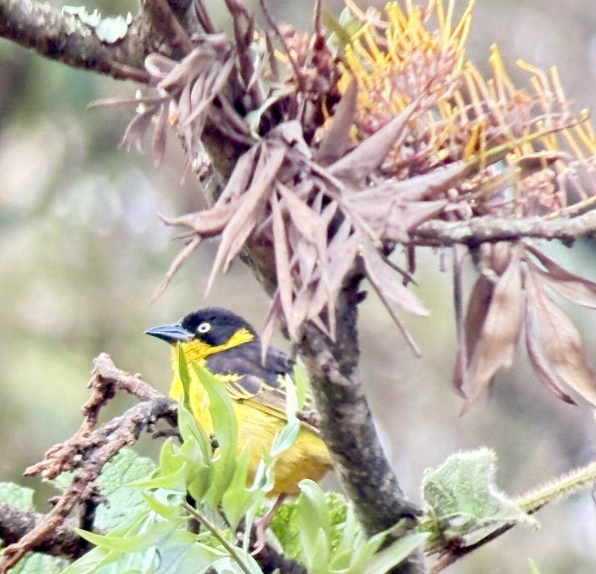 Черноухий ткач - ML645705032