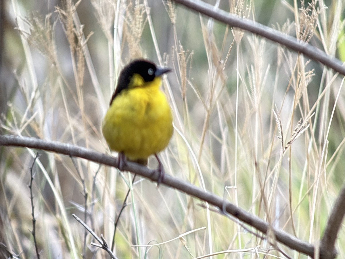 Baglafecht Weaver - ML645705033
