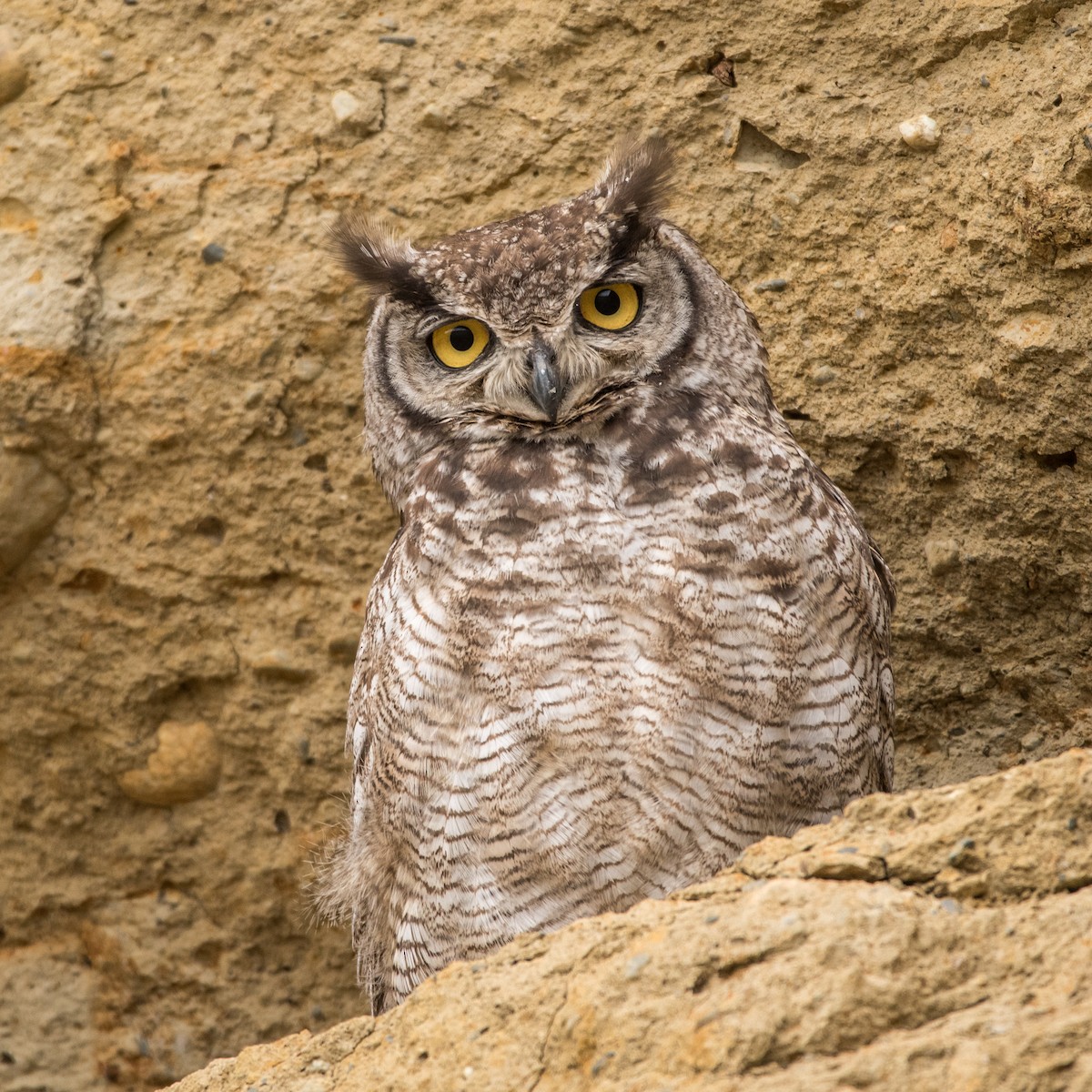 Lesser Horned Owl - ML645705034