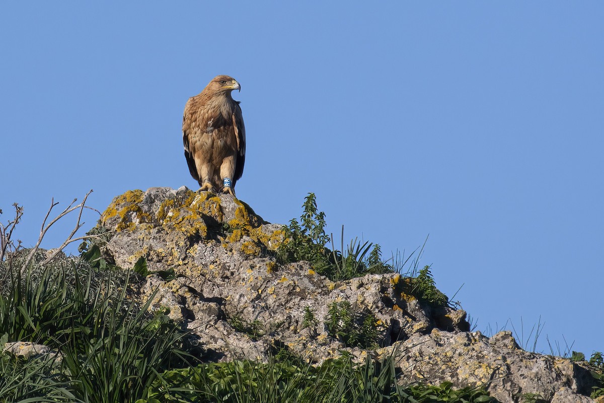 Испанский могильник - ML645705035