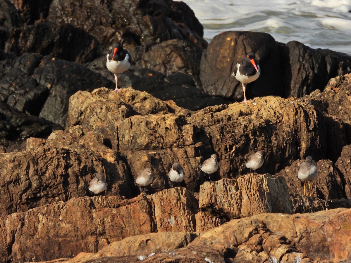 Бонапартов песочник - ML645705037