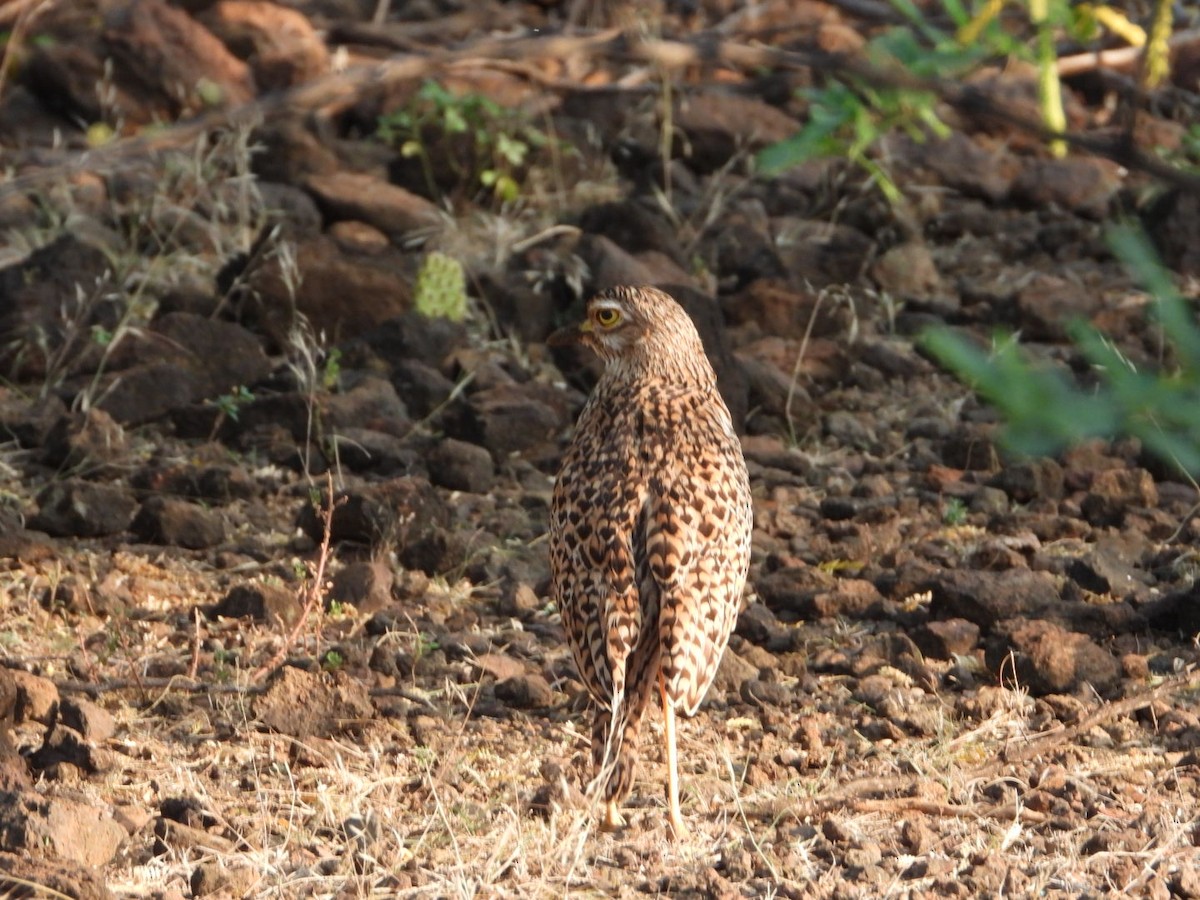 Капская авдотка - ML645705041