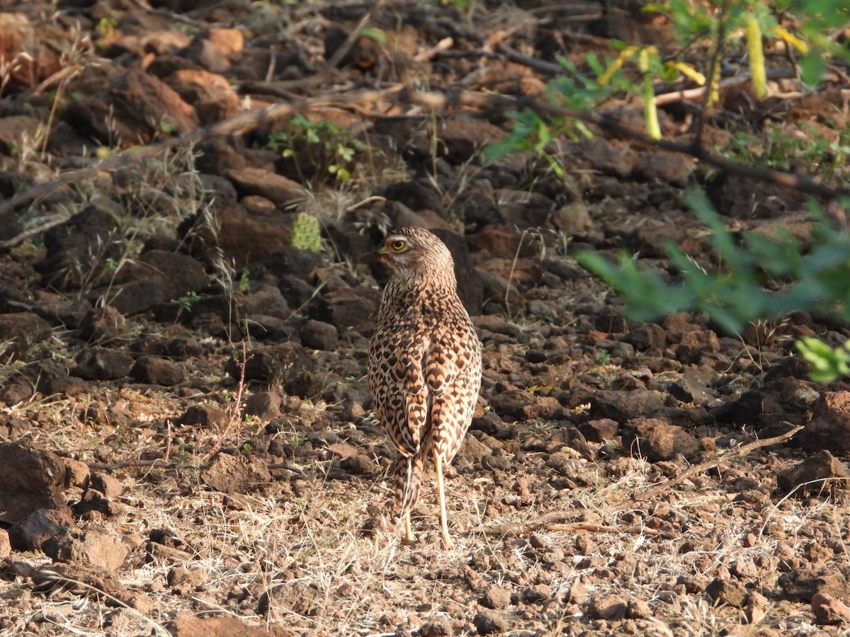 Капская авдотка - ML645705042