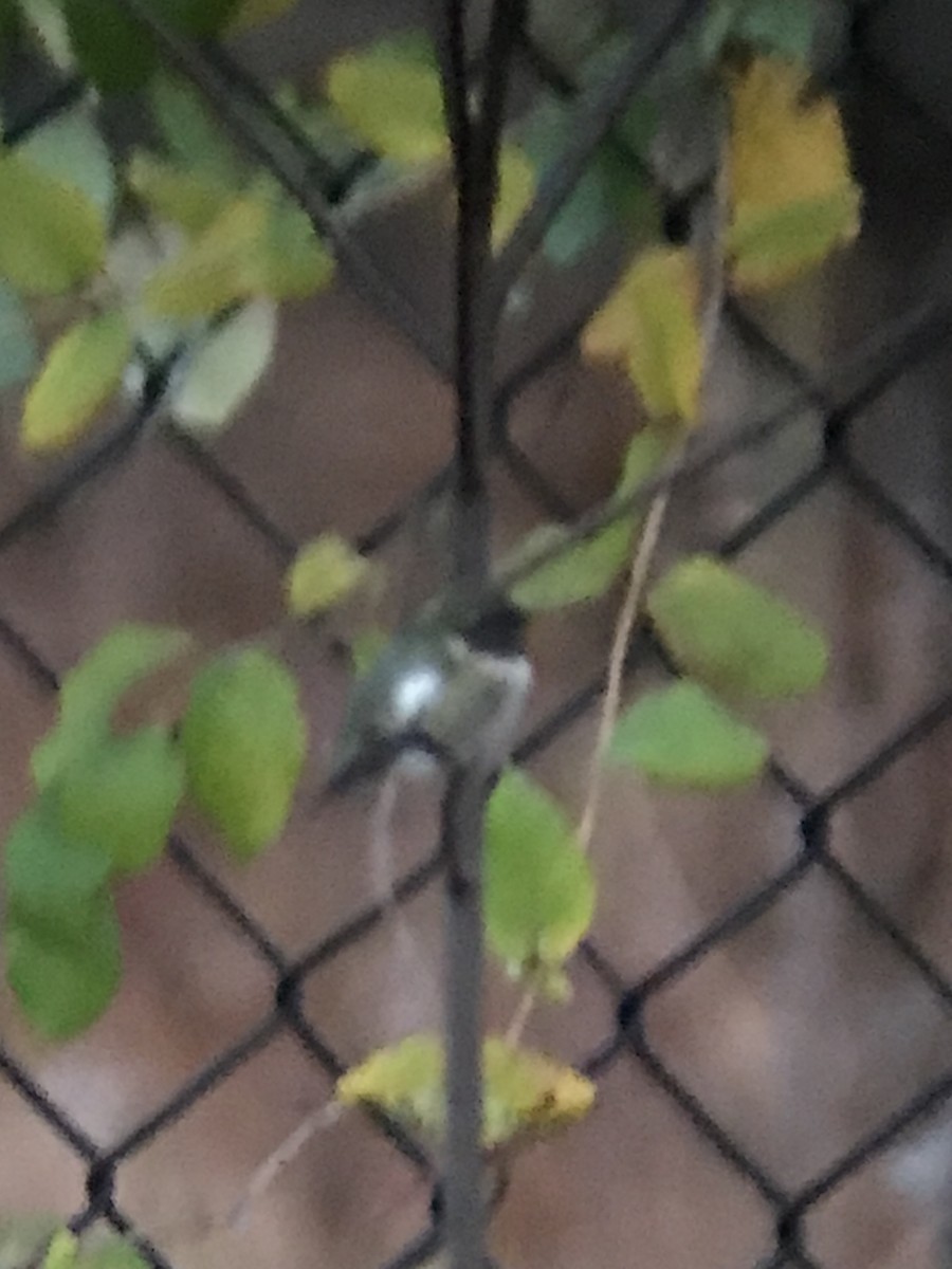 Ruby-throated Hummingbird - ML645705043