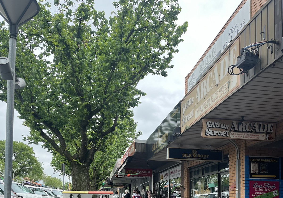 Королевский попугай - ML645705044