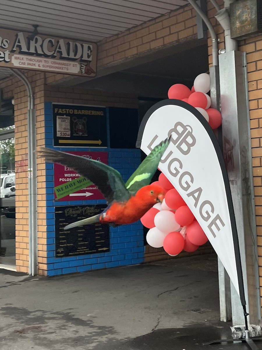 Королевский попугай - ML645705045