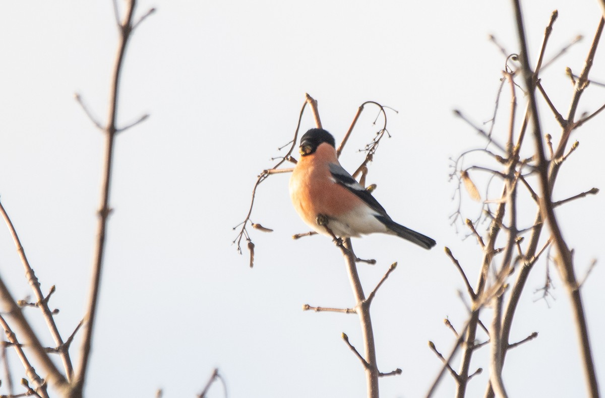 Снегирь - ML645705047