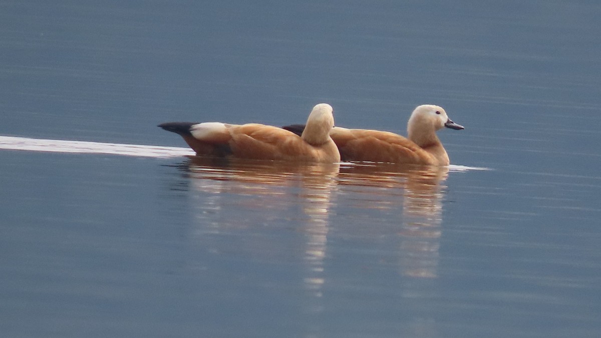 Огарь - ML645705050