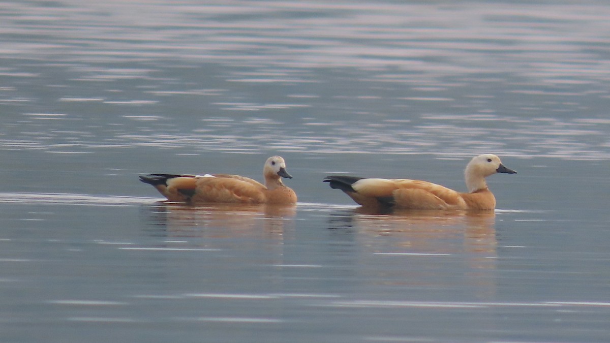 Огарь - ML645705051