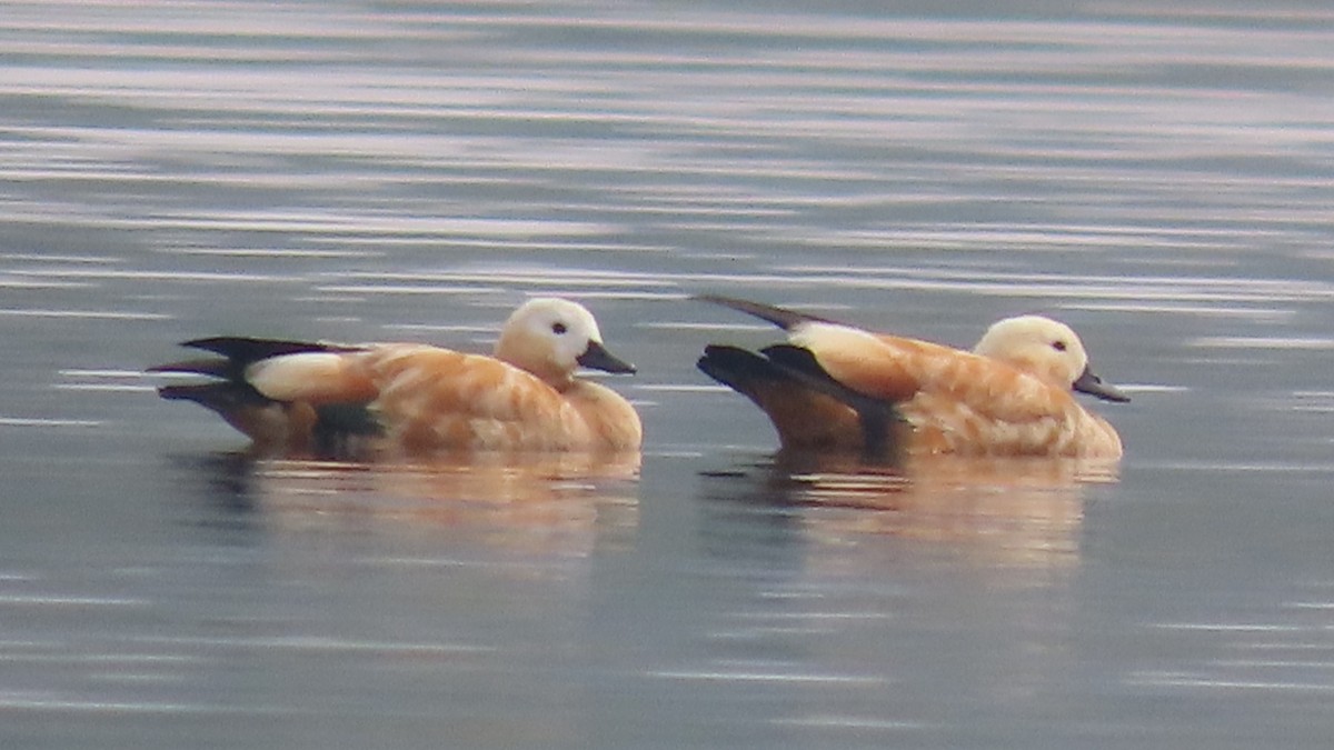 Огарь - ML645705052