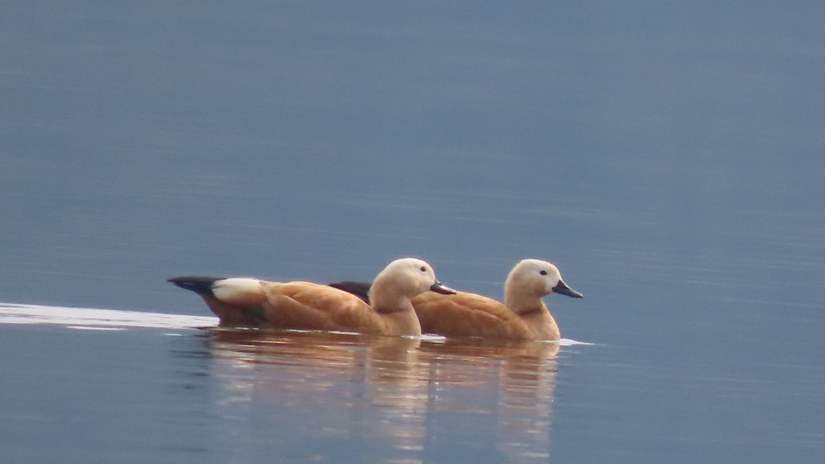 Огарь - ML645705053