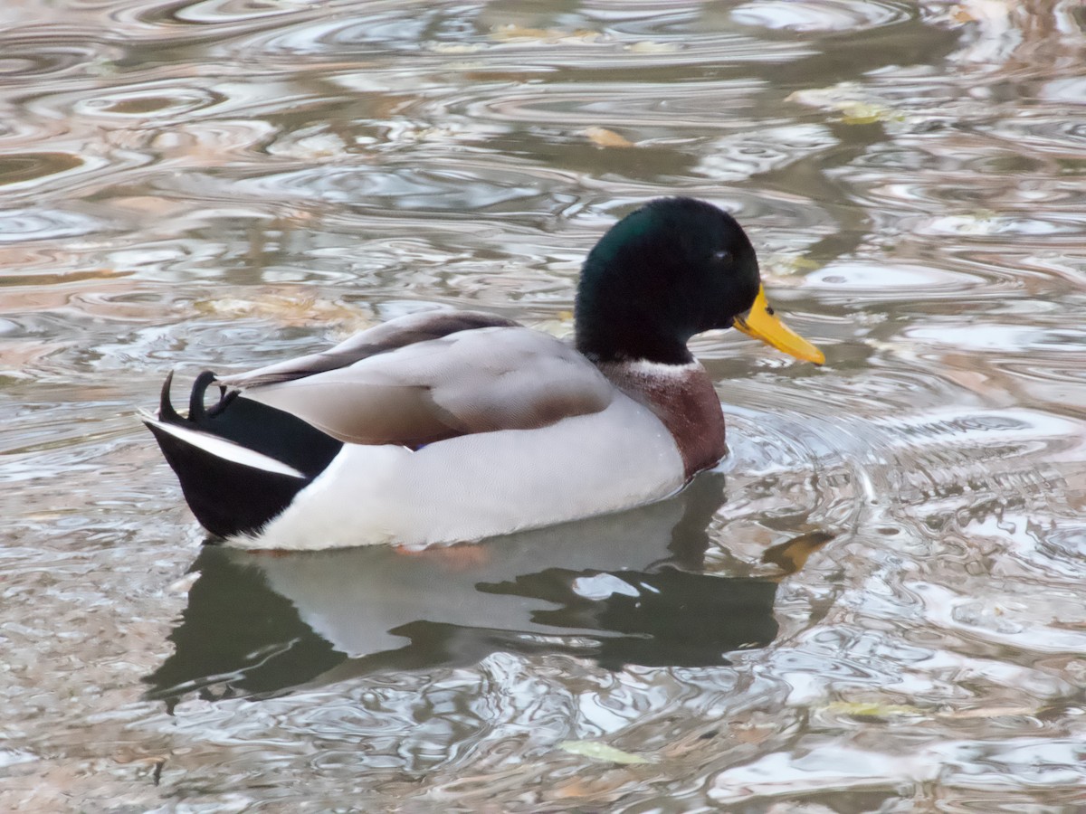 Кряква (Одомашенного типа) - ML645705055