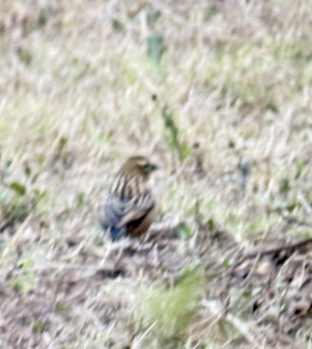 Чёрно-рыжий ткачик - ML645705057