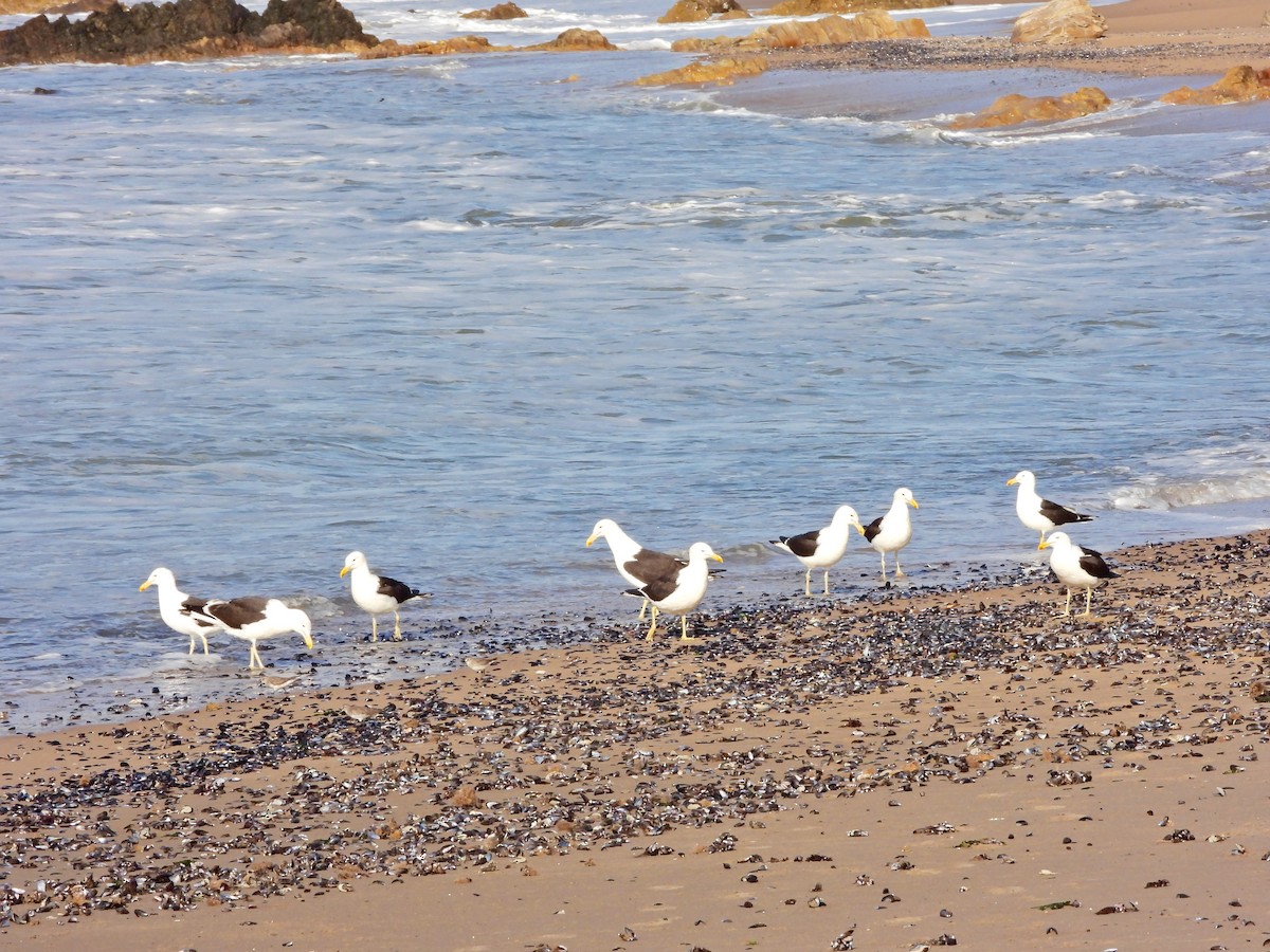 Доминиканская чайка - ML645705058