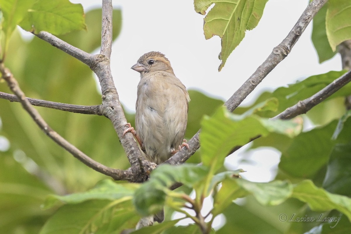 Домовый воробей - ML645705060