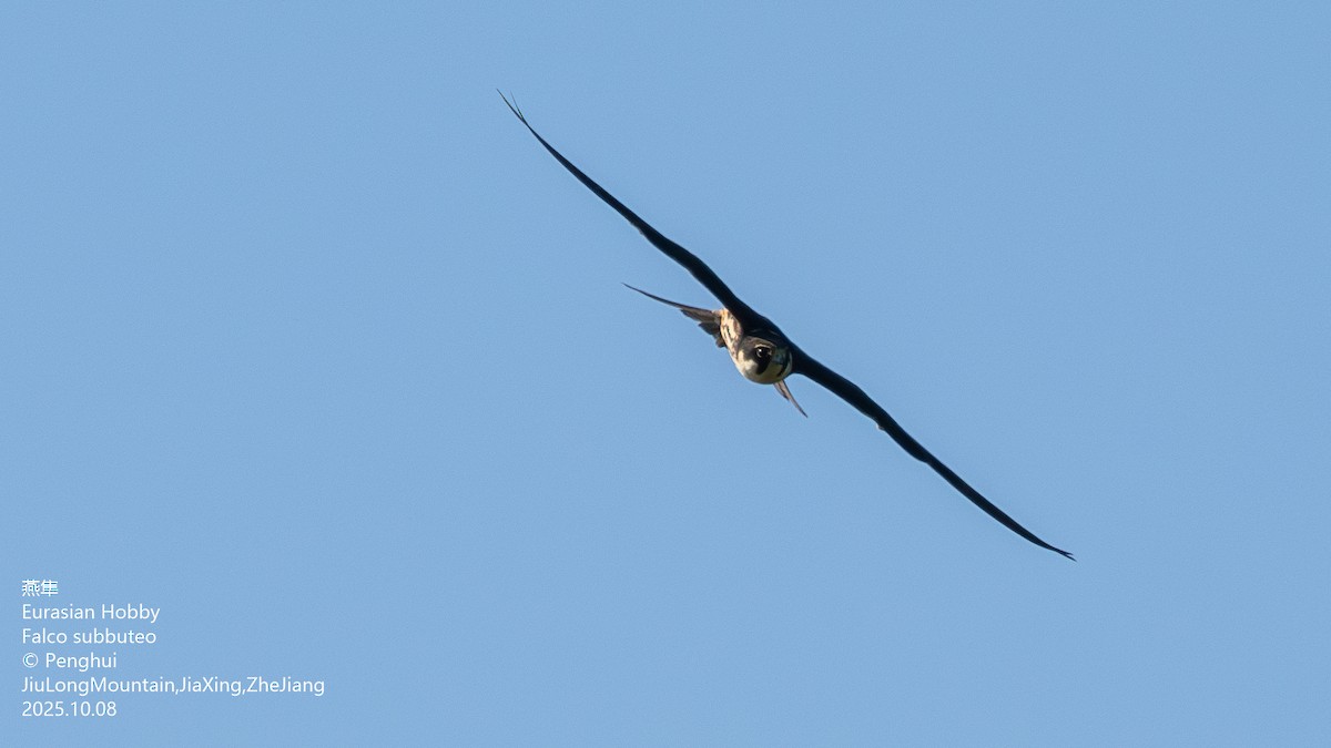 Чеглок - ML645705062