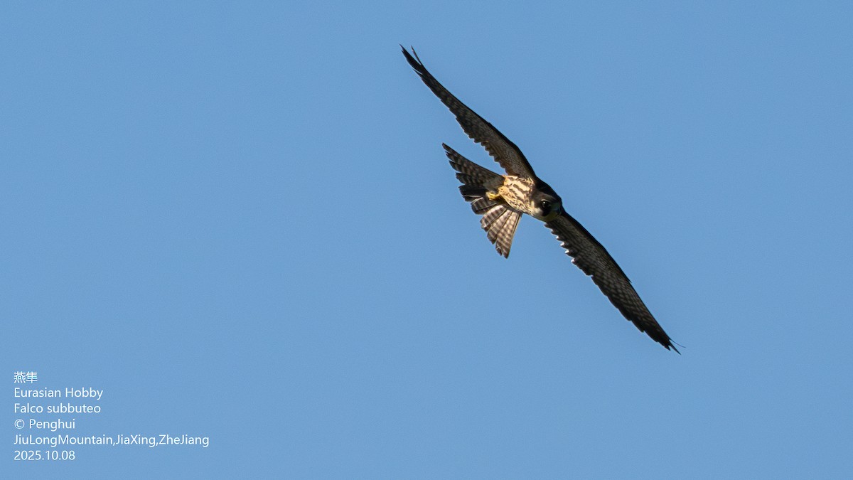 Eurasian Hobby - ML645705063