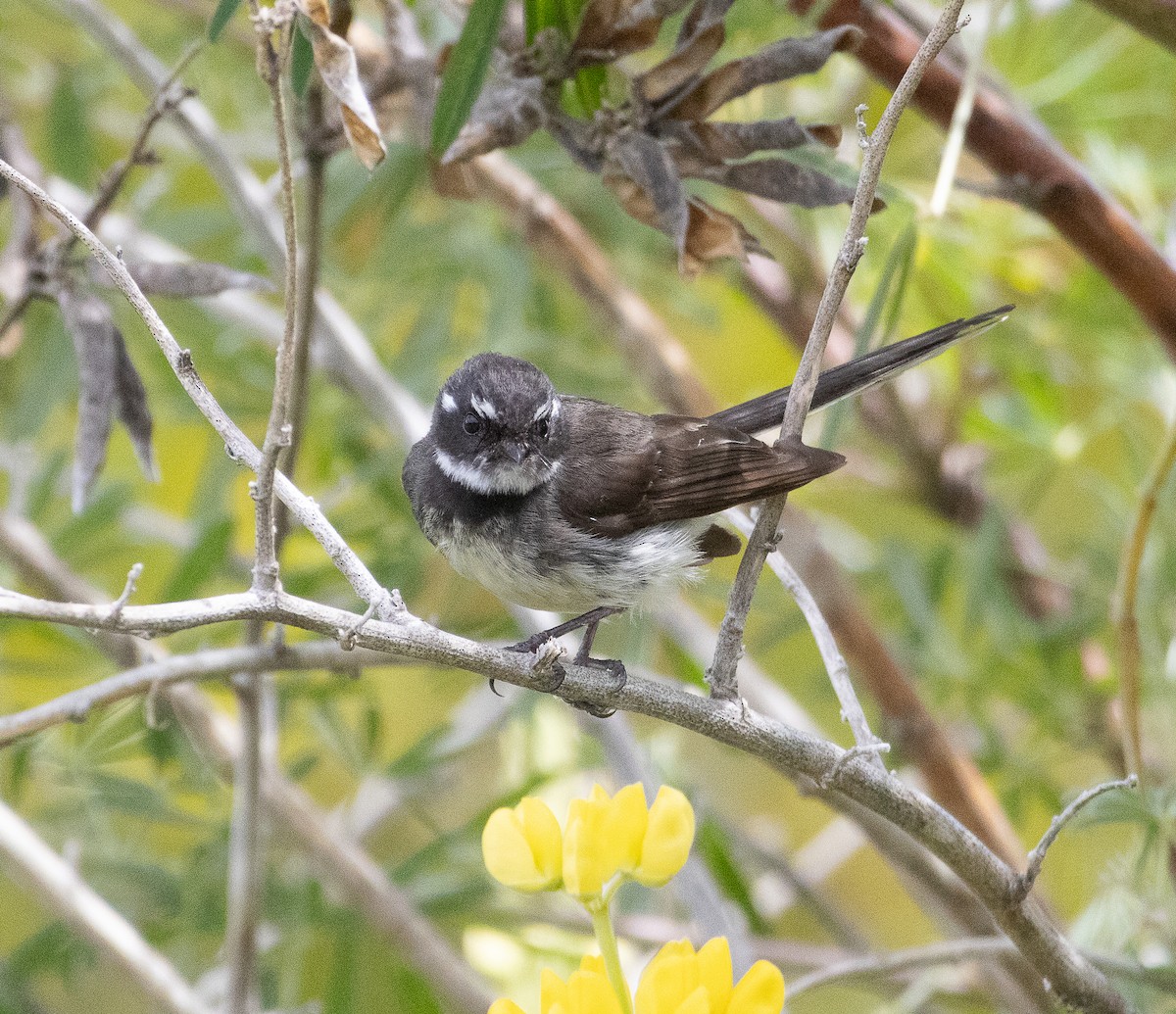 Gray Fantail (albiscapa) - ML645705067