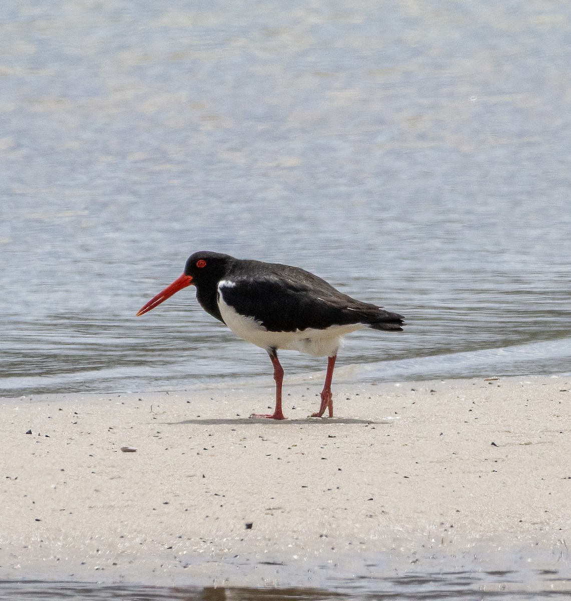 Pied Oystercatcher - ML645705081