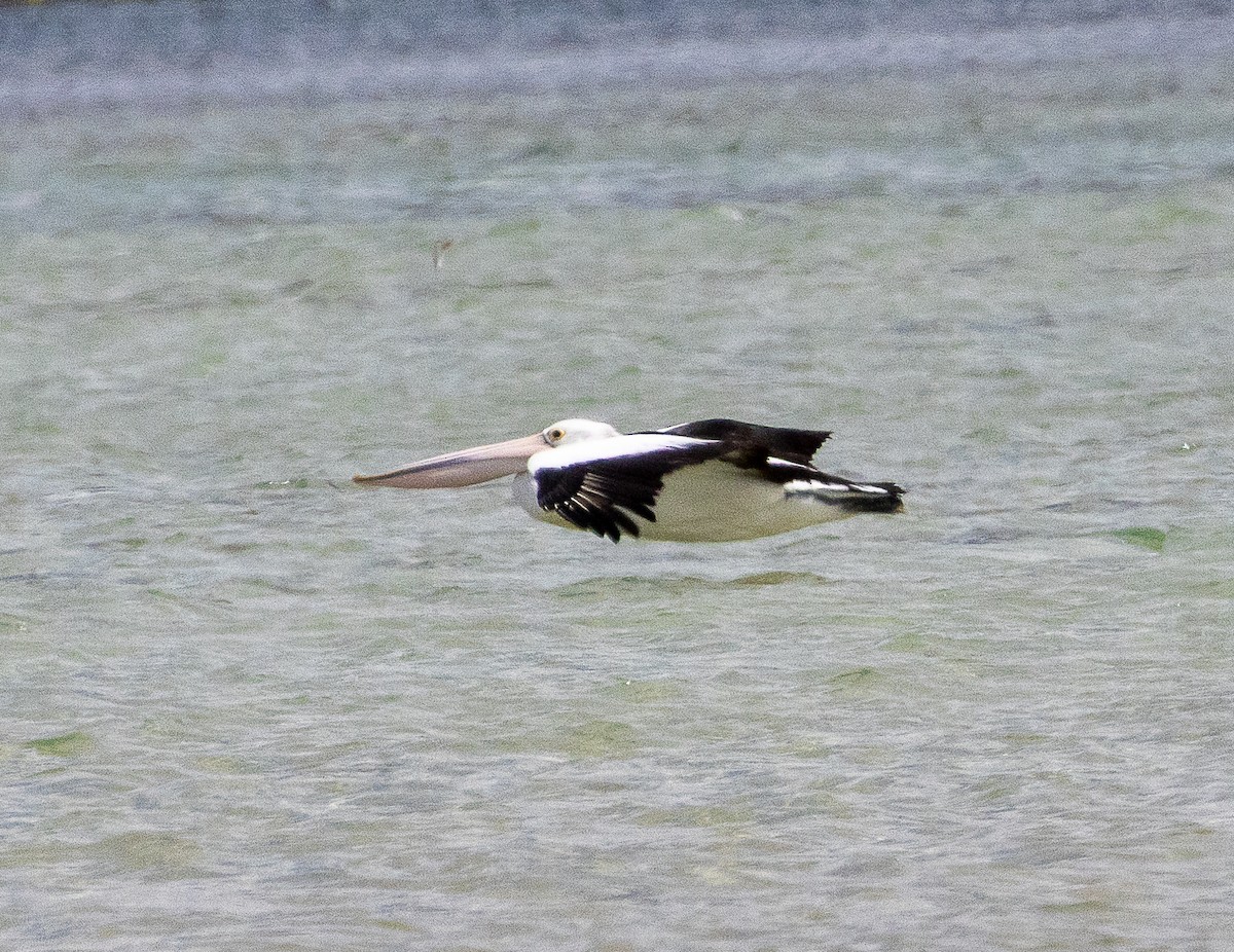 Australian Pelican - ML645705086