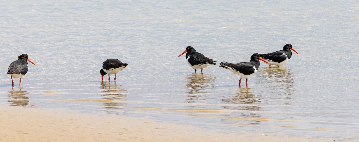 Pied Oystercatcher - ML645705087