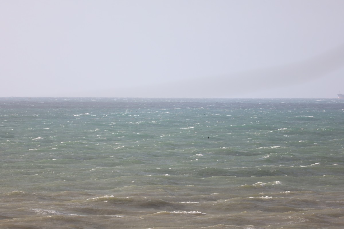 Wedge-tailed Shearwater - ML645705088