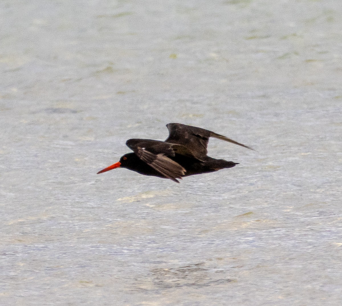 Sooty Oystercatcher - ML645705090