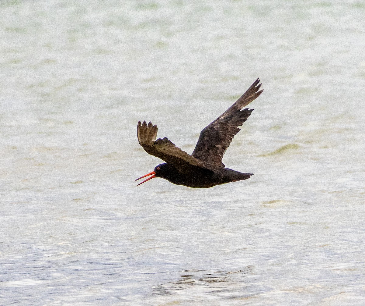 Sooty Oystercatcher - ML645705093