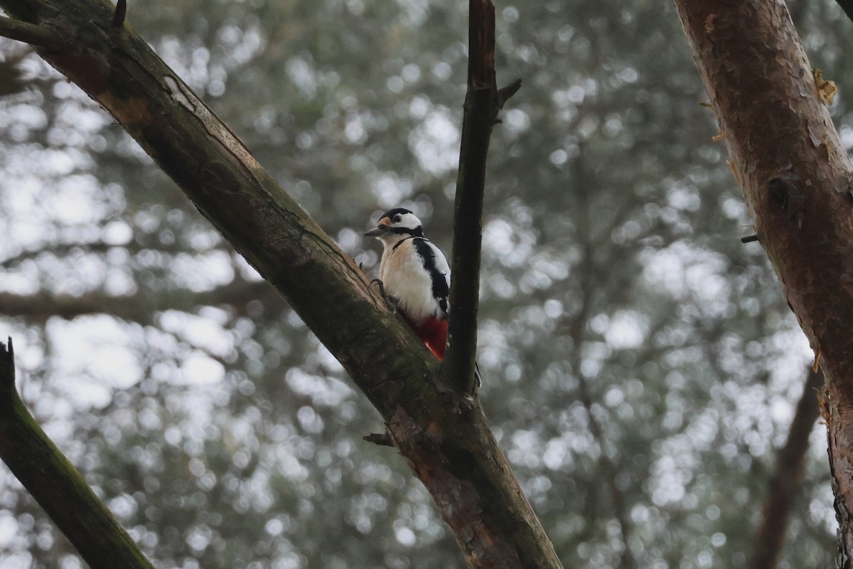 Great Spotted Woodpecker - ML645705094