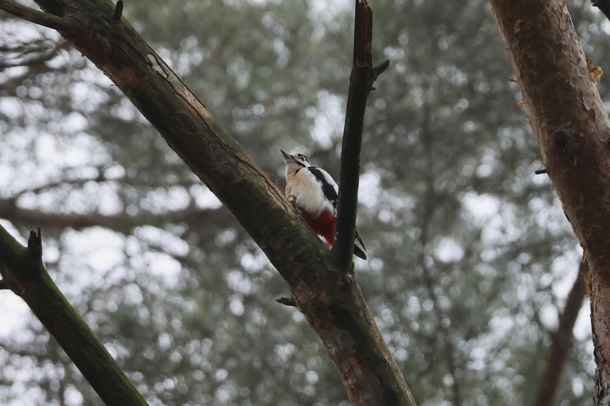Great Spotted Woodpecker - ML645705098