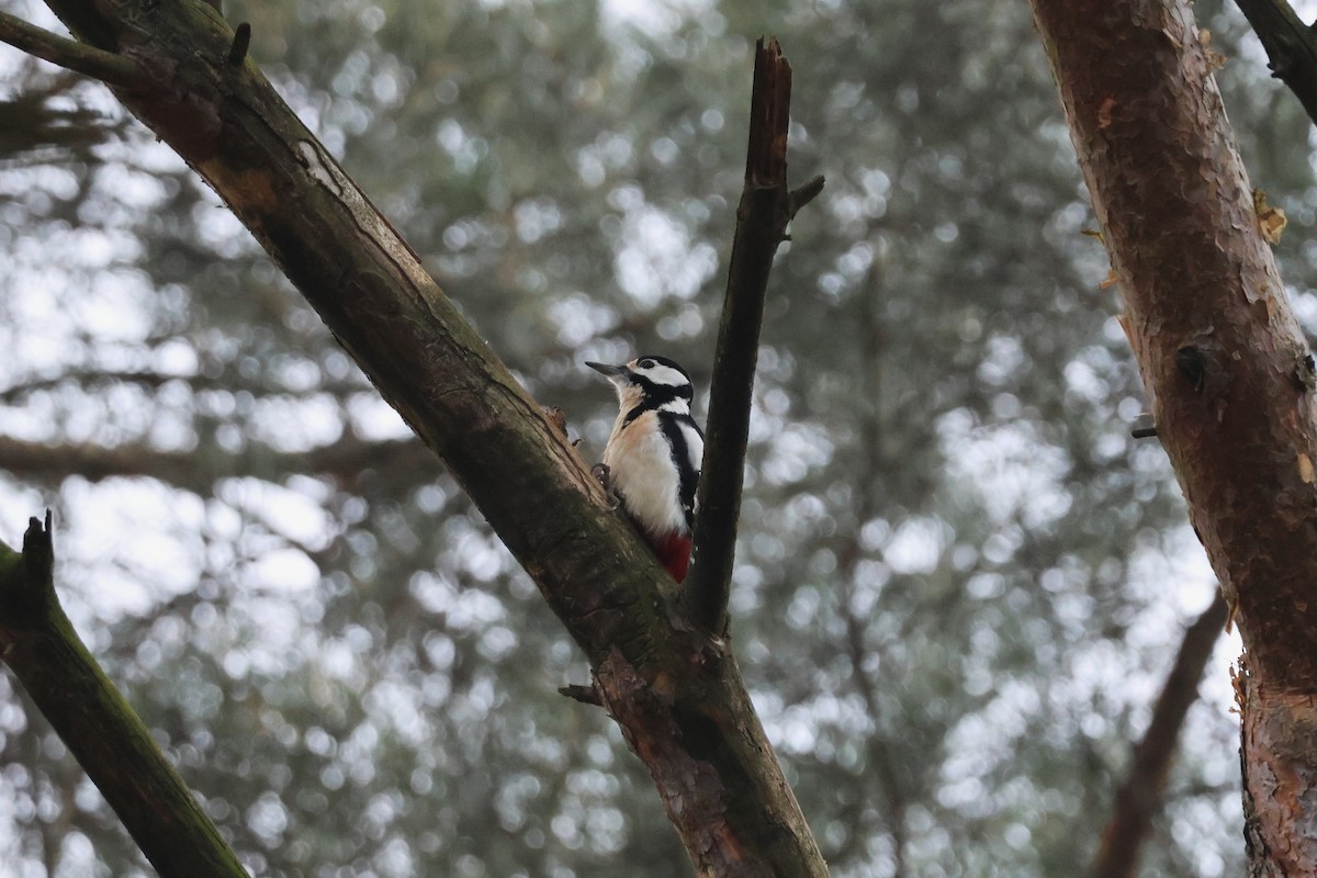 Great Spotted Woodpecker - ML645705100