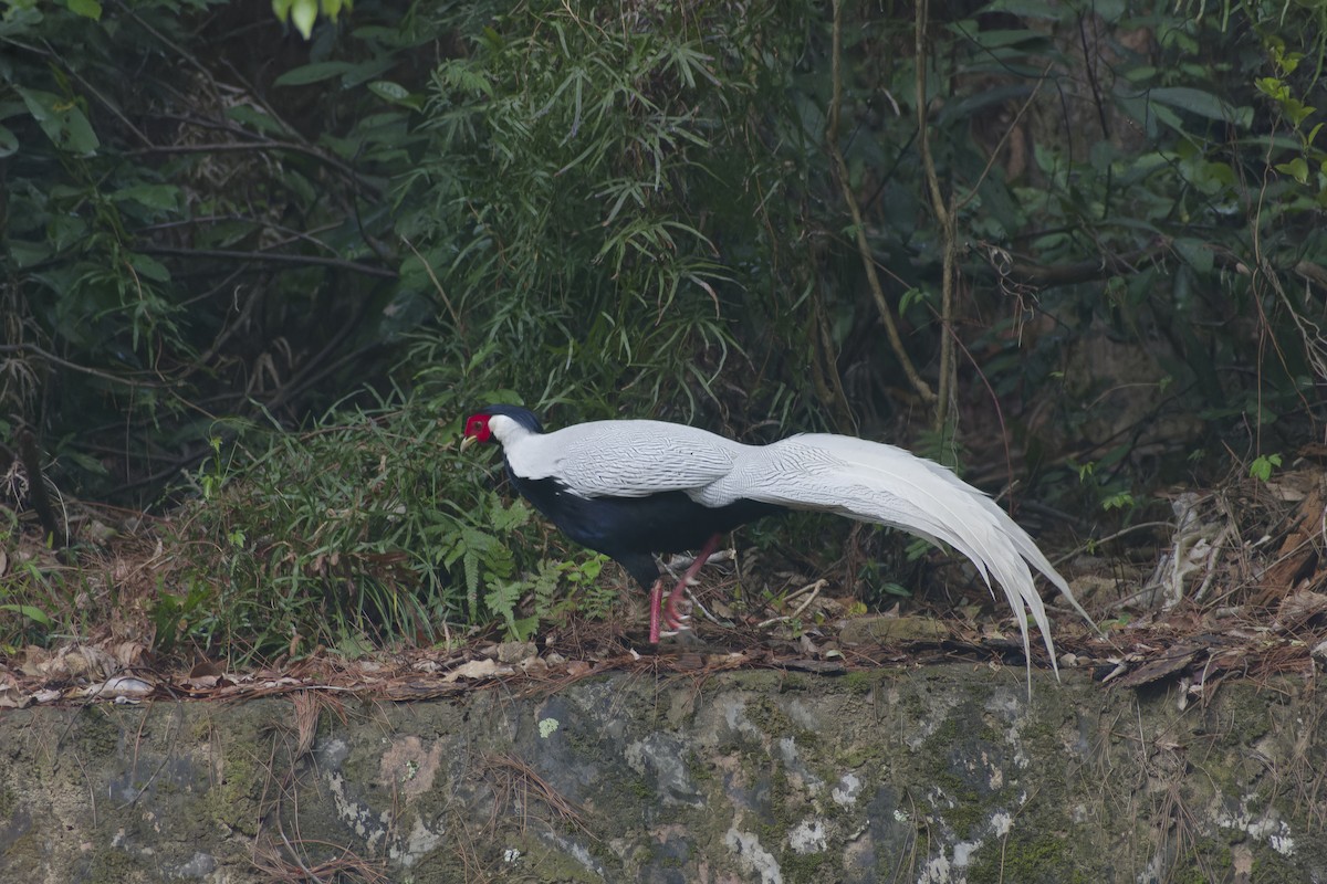 Faisan argenté - ML645705103
