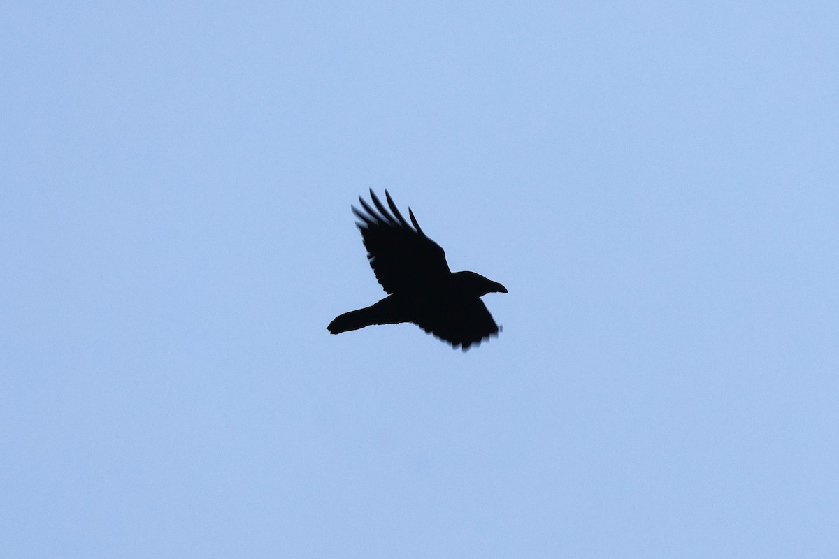 Common Raven - ML645705110