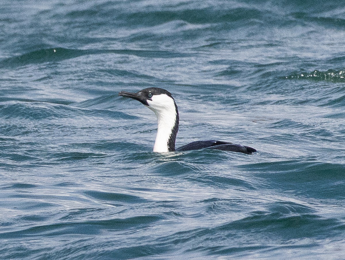 Black-faced Cormorant - ML645705114
