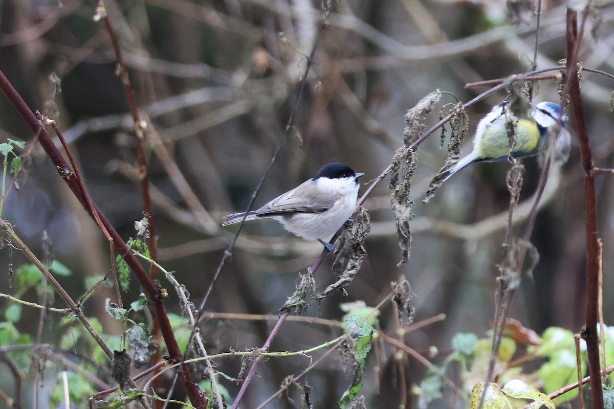 Marsh Tit - ML645705116