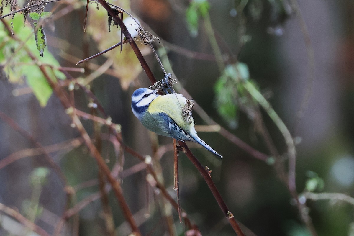 Eurasian Blue Tit - ML645705122