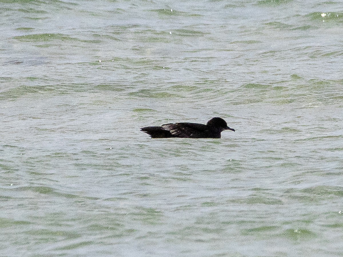 Short-tailed Shearwater - ML645705123