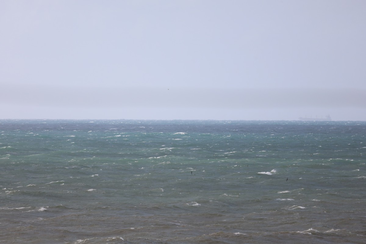 Wedge-tailed Shearwater - ML645705124