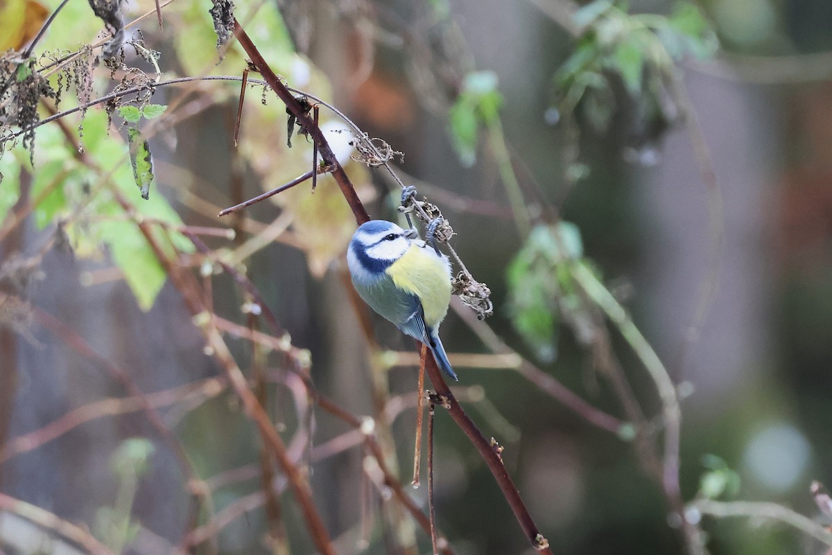 Eurasian Blue Tit - ML645705125