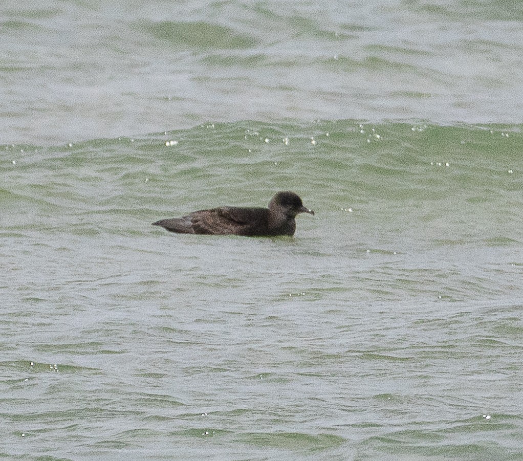 Short-tailed Shearwater - ML645705128