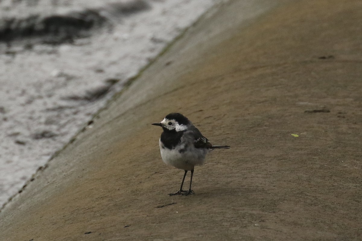 Bergeronnette grise - ML645705133