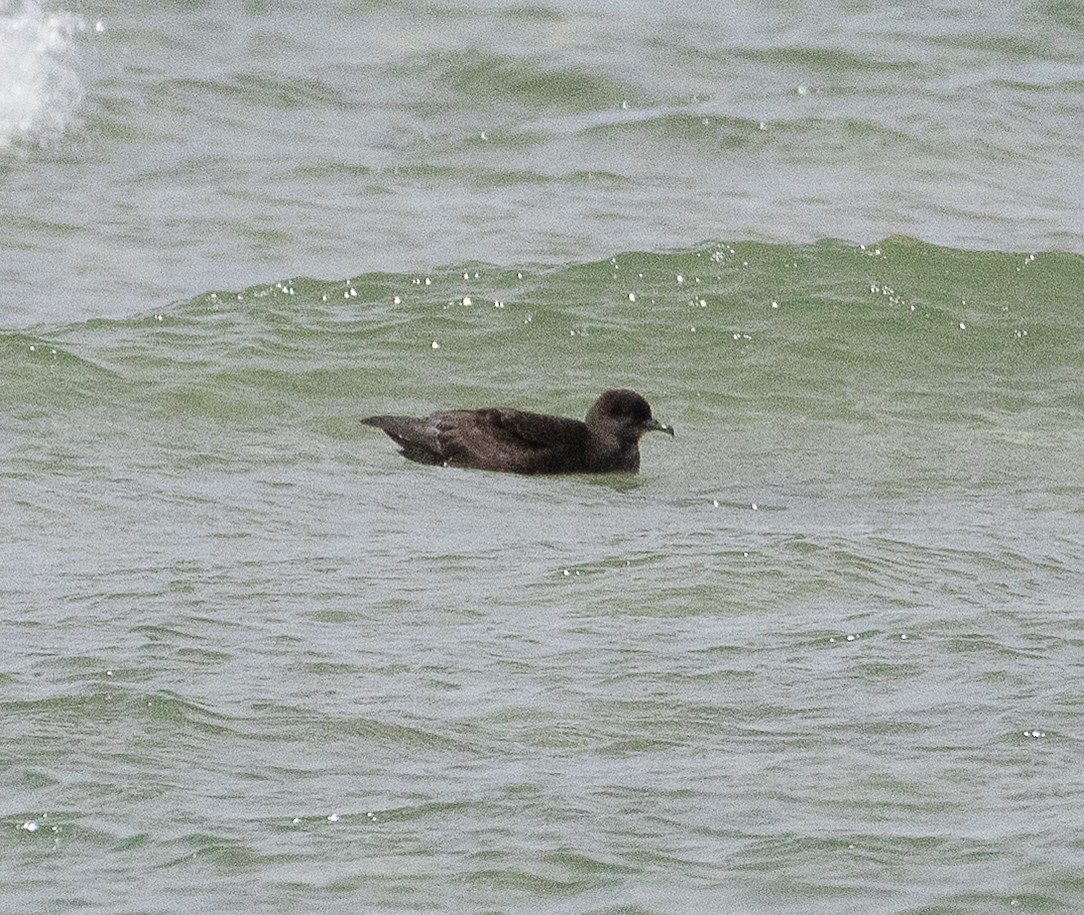 Puffin à bec grêle - ML645705134