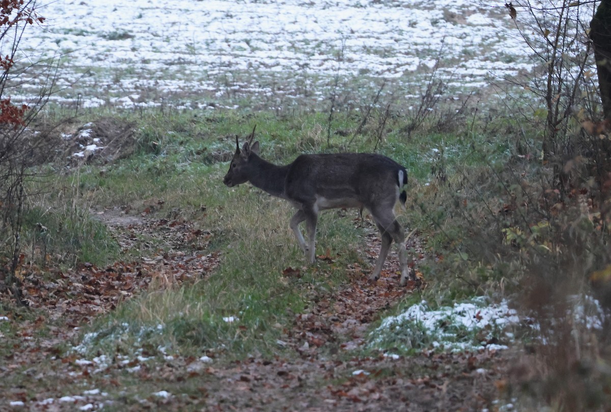 European Fallow Deer - ML645705135