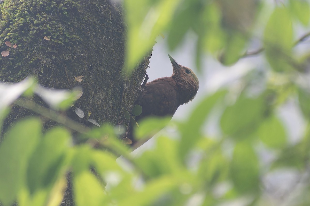 Pic brun - ML645705137