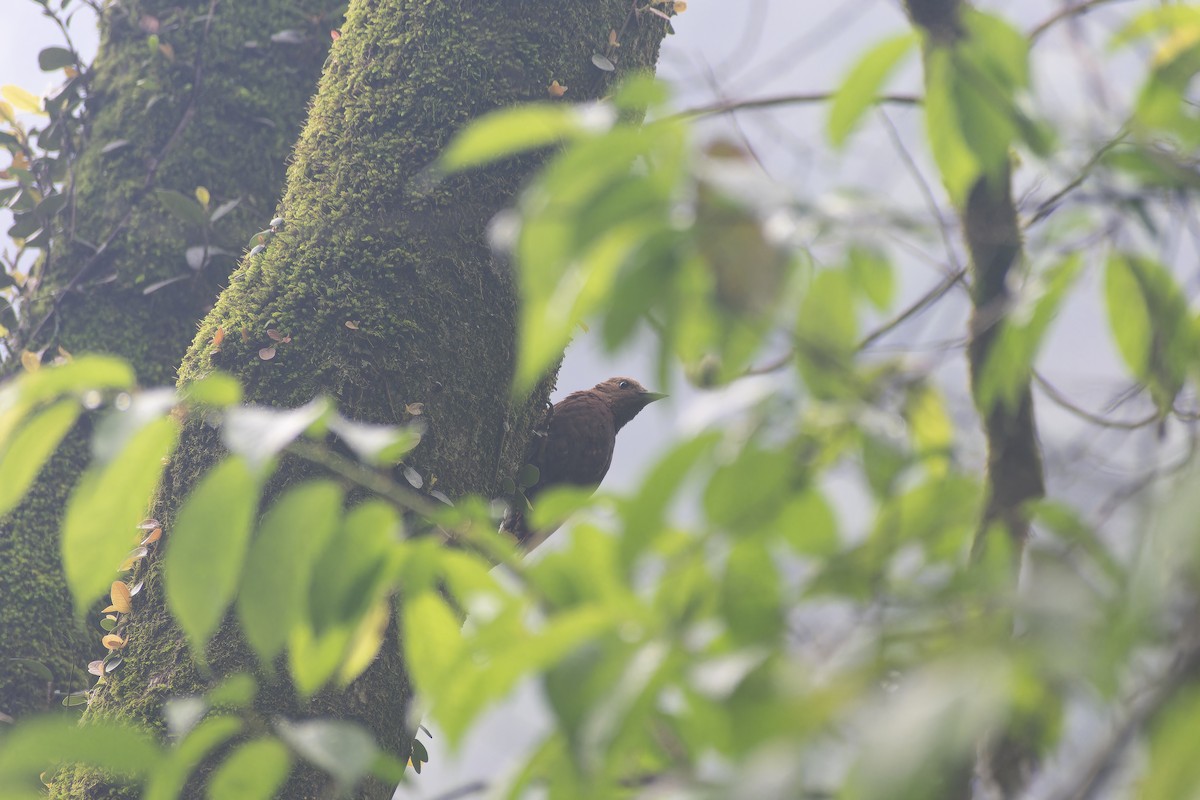 Pic brun - ML645705139