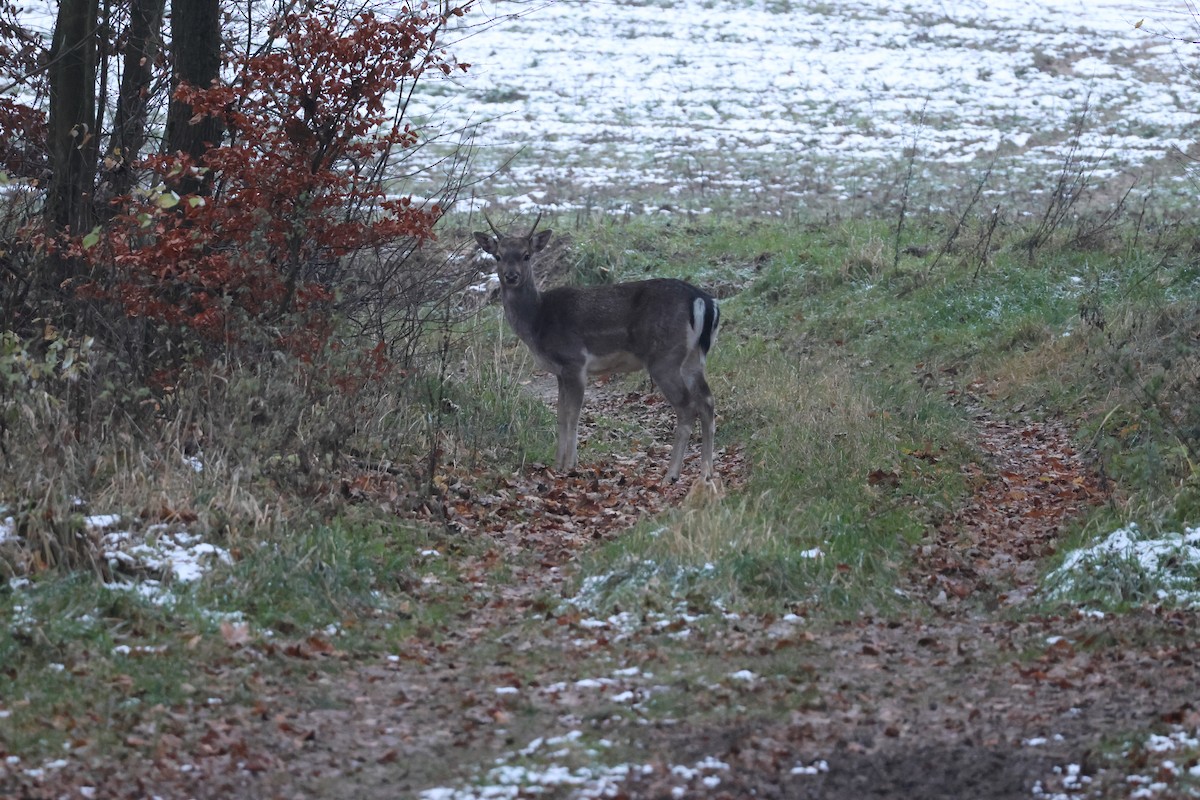 European Fallow Deer - ML645705140