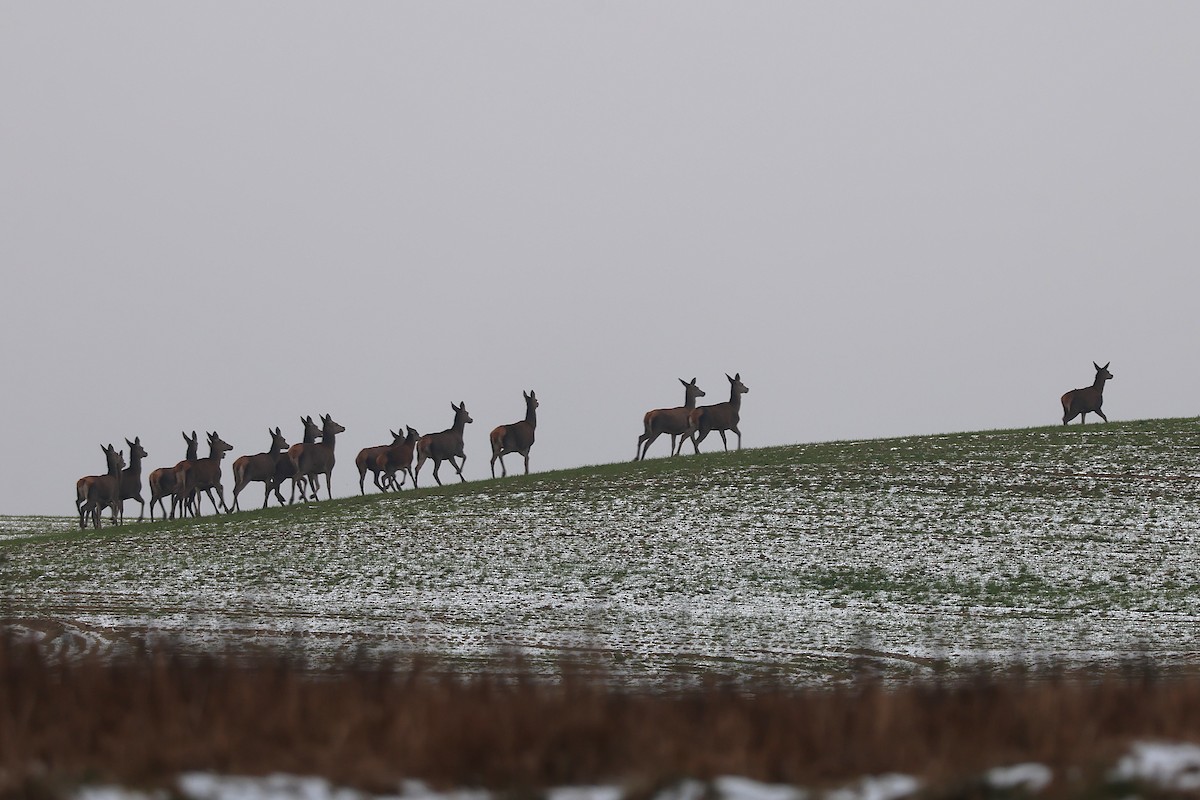 Red Deer - ML645705145