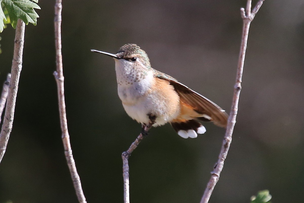 Colibri à queue large - ML645705146
