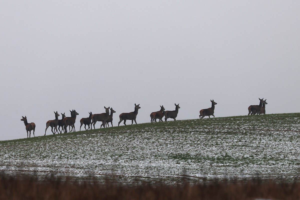 Red Deer - ML645705148