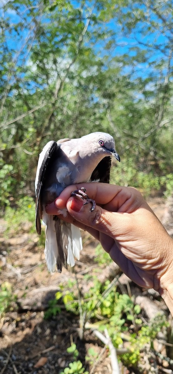 Colombe picui - ML645705149